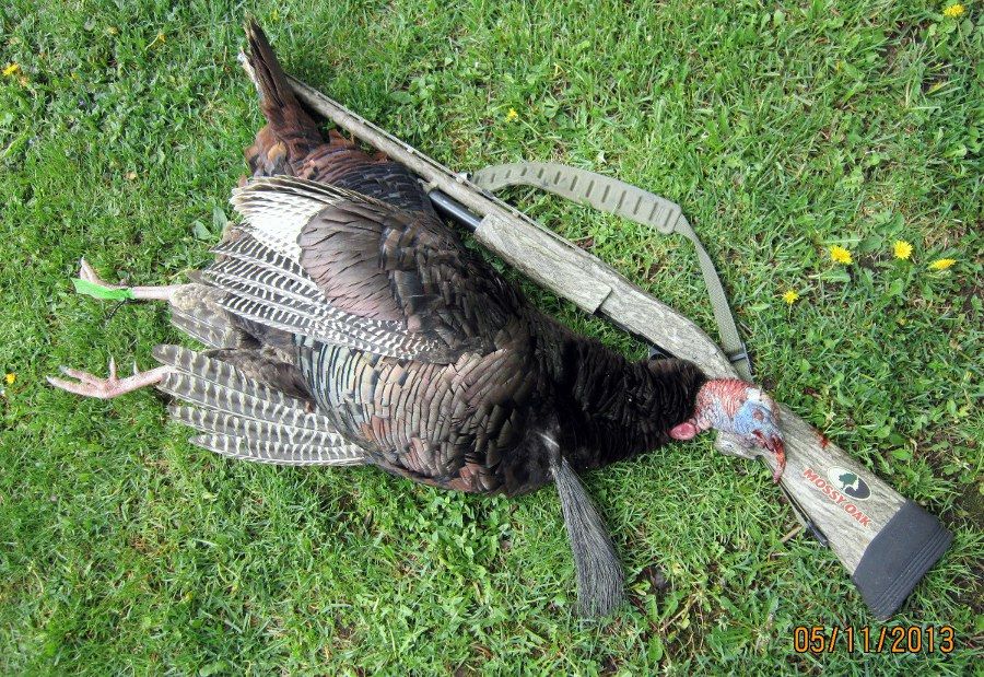 Let's see your turkey rigs... Turkey Hunting Hunting New York NY